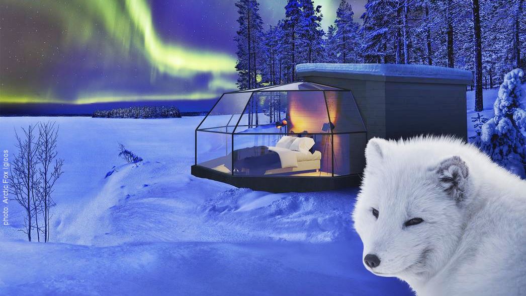 Arctic Fox Igloos 